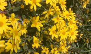 Program Sondag 14 September 2014